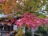 西条市丹原町古田】西山興隆寺のもみじが紅葉しています | まいぷれ