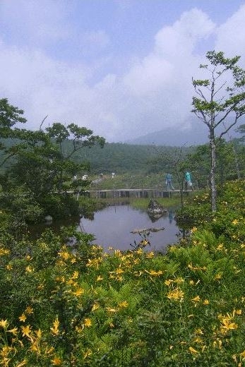 当館すぐ近くの湿地帯では、ニッコウキスゲが観賞できます「奥那須・大正村 幸乃湯温泉」