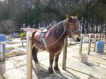 乗馬クラブのお馬さんも大きかったですよ。少し練習すれば乗れるようになるらしいです。