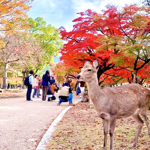 「奈良をお散歩　〜奈良公園の紅葉〜」