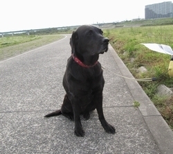 ちょっとお疲れだったアプリちゃん。でもカメラを向けると、きっちりポーズしてくれました。