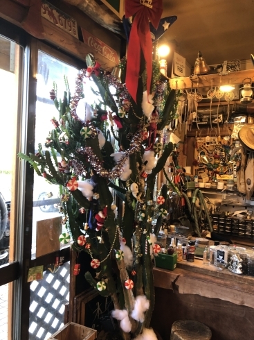 サボテンのツリーだよ、、「クリスマスだよ全員集合！」