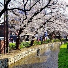 高瀬川の桜（四条～七条）