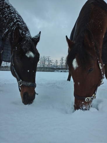 朝の放牧で雪を食べる馬たち。「年末年始はお休みをいただきます。」