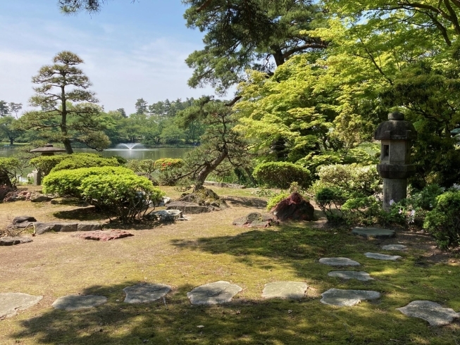 庭園内に池も有り錦鯉が泳いでます。「今年もオープン♪二宮邸・バラ園と日本庭園」
