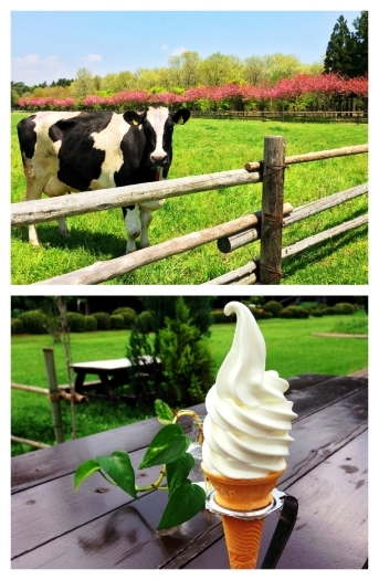牛さんから搾られた生乳をたっぷり使った絶品ソフトクリーム！「那須 千本松牧場 観光事業本部」