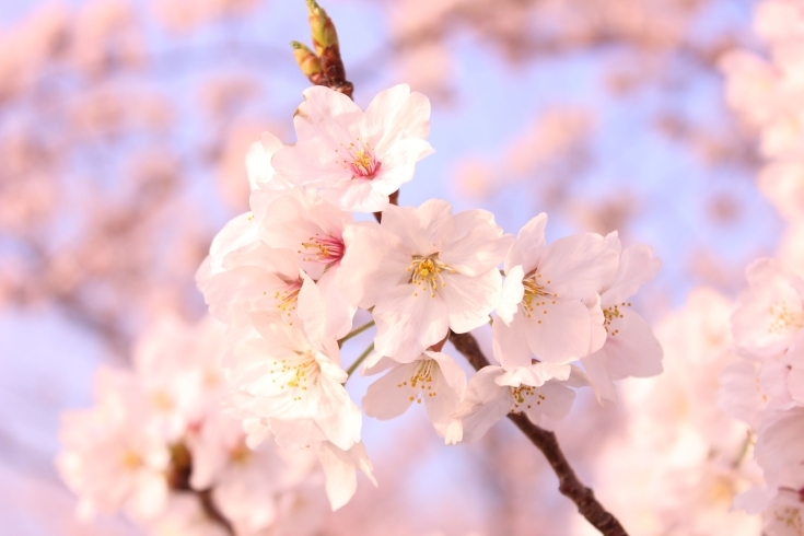 「【西日本家庭教師協会】2月4日は『立春』です！」
