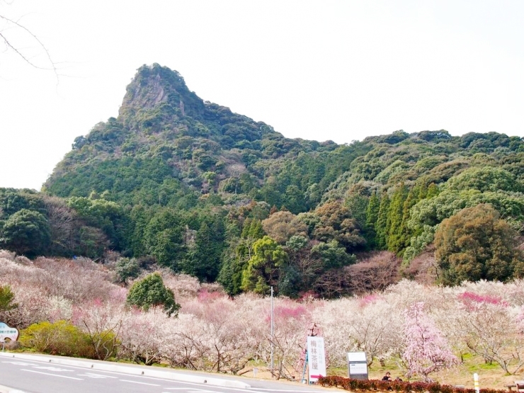 御船山の麓に広がる梅林