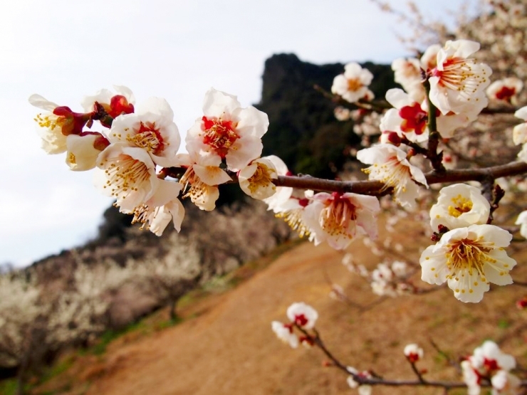 見頃を迎えている梅の花