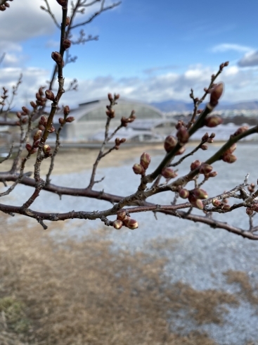 桜の蕾の小休止「立春」