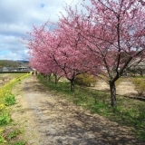 2015年　桜特集　かんなみの桜（柿沢川沿い）　【田方郡函南町】