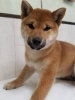 超激レア、UZU立派なジョニー柴犬メス 超激レア、UZU立派なジョニー柴犬メス