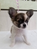 わんわん犬　 ガーデンオーナメント 吠える ワンワンリキ 庭 置物 犬 リアル