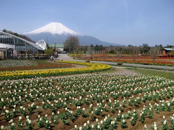 チューリップ畑の様子<br>画像提供：花の都公園（http://www.hananomiyakokouen.jp/）