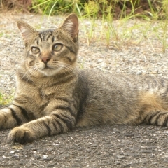 三次十日市　新たな２匹、猫里親募集　黒猫もいます