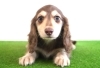ミニチュアダックス子犬情報 | BERUZE DACHS（ベルゼダックス