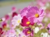 抽象的なパステル画 植物と球体宙花 UESHIMA MUSEUM COLLECTION