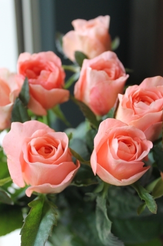薔薇　ロンドンタイムズ「戸塚安行の花屋フランテッセ」