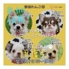 ✿11/5 譲渡会(所沢市)参加保護犬情報！⑨✿ 小型犬/チワワ