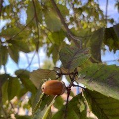 秋ですね🍂