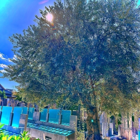 ヒカリの庭園（樹木葬）樹齢300年のオリーブの木「杉並区　新高円寺へ　」