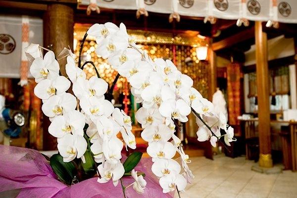 愛宕神社には胡蝶蘭が奉納されています「芝の愛宕に、胡蝶蘭」