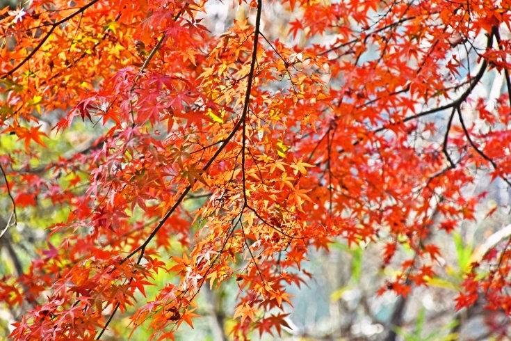 「🍁絶景紅葉スポットが満載！霧島市で心に残る秋の一日を🍂」