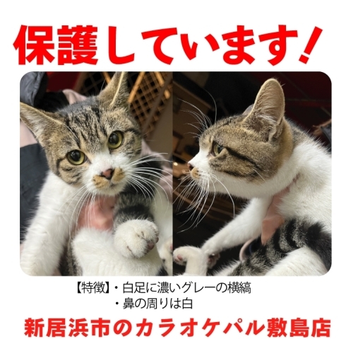 「迷い猫を保護しています【新居浜市徳常町　カラオケパル敷島店】」