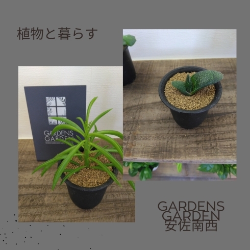 店内の植物「植物と暮らす」