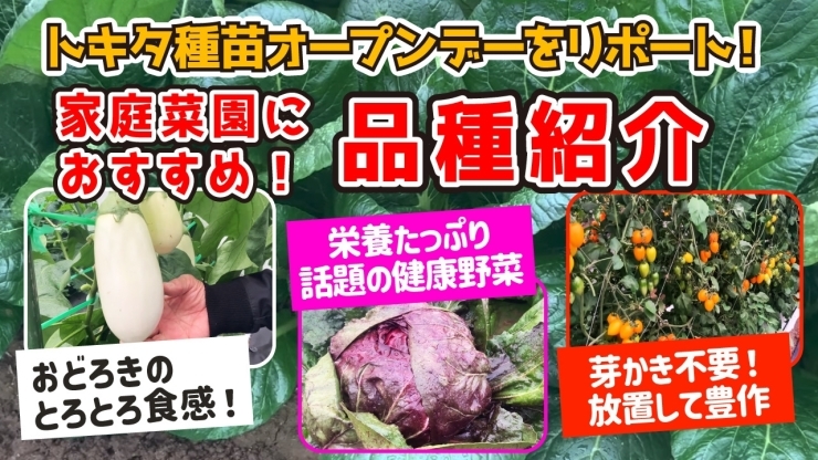 「【２０２４年度新発売!】タネ屋メーカーのお勧め品種を紹介していきます　たねのハシモトミヤ」