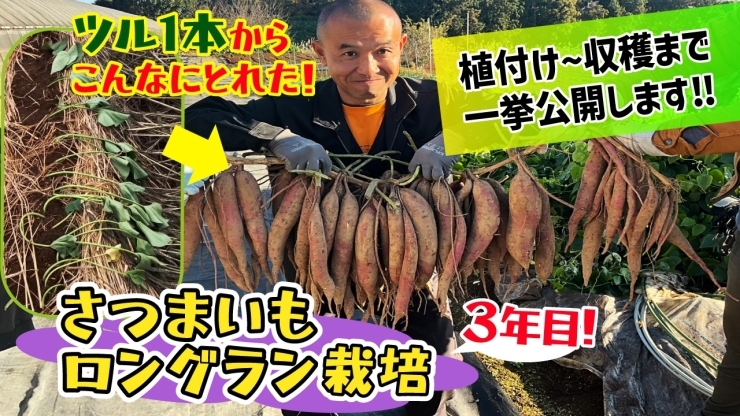 「【驚愕の収穫量!】３年目に突入したロングラン栽培❗️ たねのハシモトミヤ」