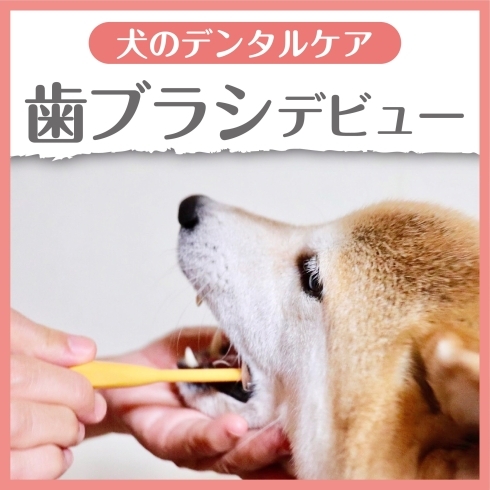 歯ブラシデビュー「犬の歯ブラシを使った歯磨き」