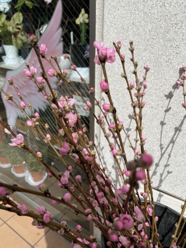 綺麗に咲き始めてます。桃「桜と桃の枝入荷」