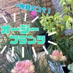 鈴木園芸生花店です🌛お店の前に並んでいる鉢物のご紹介です❣️