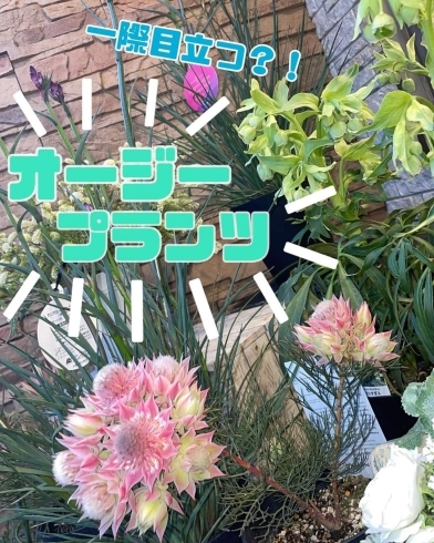 「鈴木園芸生花店です🌛お店の前に並んでいる鉢物のご紹介です❣️」