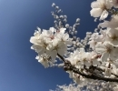 豊明・東郷・日進・長久手の桜の名所といえば・・・