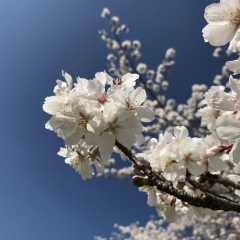 豊明・東郷・日進・長久手の桜の名所といえば・・・