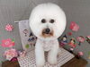 のび犬様 本日のお客さま♥️ビションフリーゼ【大分市中戸次／ドッグサロン