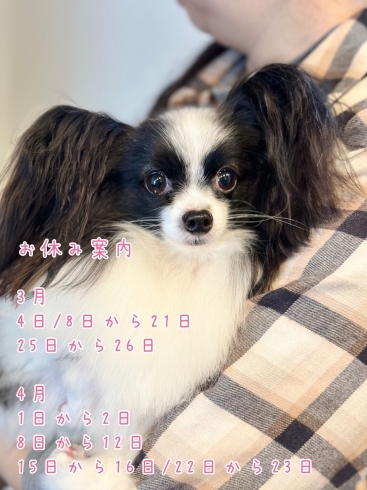 「3月4月のお休み案内★新潟市♪犬のトリミングHappyTail」