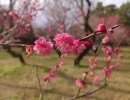 4月水曜休診日のお知らせです。