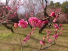 4月水曜休診日のお知らせです。