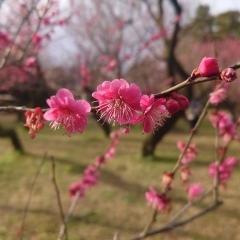 4月水曜休診日のお知らせです。