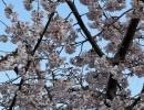 2024 交野武道館に梅の花が咲いていました🌸
