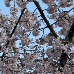 2024 交野武道館に梅の花が咲いていました🌸