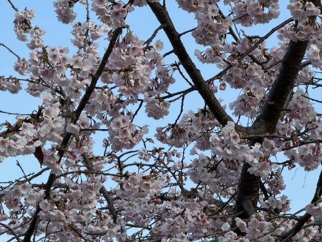 「2024 交野武道館に梅の花が咲いていました🌸」