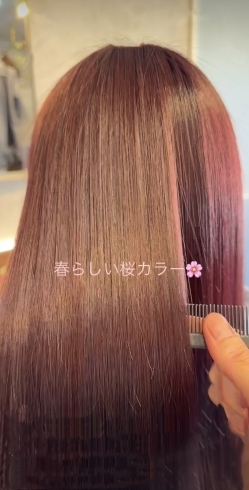 春にピッタリな桜色髪質改善カラー🌸🌸🌸「春色髪質改善カラー🌸🌸🌸」