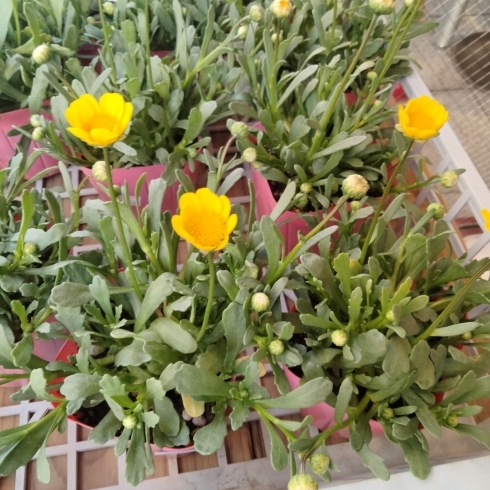 春の花　ムルチコーレ「春の花　ムルチコーレ　かわいい黄色の花が咲きます。　石川農園　八王子市高月町　より入荷！　毎年恒例、パッションフルーツの苗は今年も販売します。4/20頃販売開始。予約も受け付けます。パッションフルーツ」
