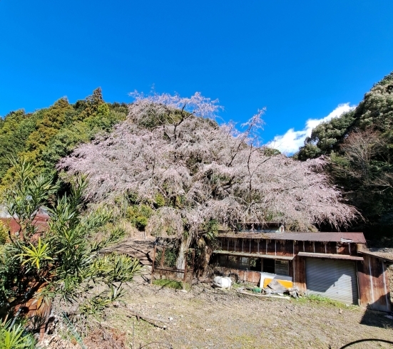 そらんちの裏の垂れ桜「風が強い【葵区　オクシズ　ドッグサロン】」