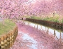 【2024年】🌸霧島姶良の桜開花状況🌸