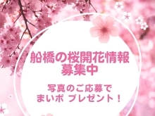 1000まいぷれポイントゲット！？　船橋の桜開花情報を教えてください！